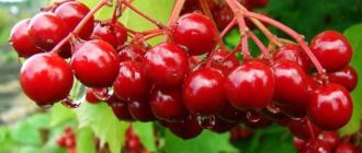 Лечебные свойства калины красной